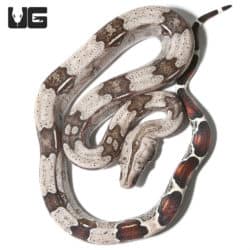 Baby Spotted Saddle Guyana Redtail Boa (Boa c. constrictor) For Sale - Underground Reptiles