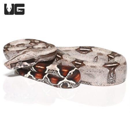 Baby Spotted Saddle Guyana Redtail Boa (Boa c. constrictor) For Sale - Underground Reptiles