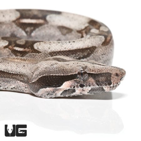 Baby Spotted Saddle Guyana Redtail Boa (Boa c. constrictor) For Sale - Underground Reptiles