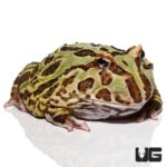 Female Adult Camo Pacman Frogs For Sale - Underground Reptiles