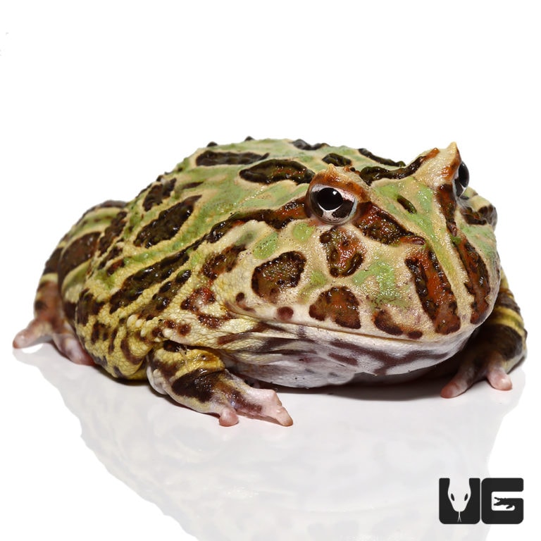 Camo Pacman Frogs For Sale - Underground Reptiles