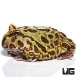 Female Adult Camo Pacman Frogs For Sale - Underground Reptiles