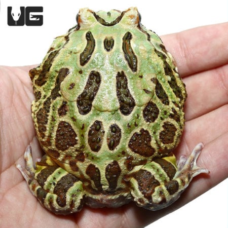 Female Adult Camo Pacman Frogs For Sale - Underground Reptiles