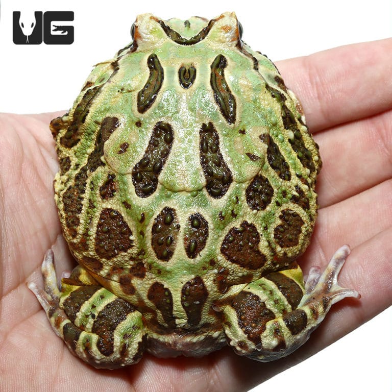 Camo Pacman Frogs For Sale Underground Reptiles