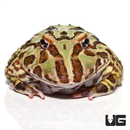 Female Adult Camo Pacman Frogs For Sale - Underground Reptiles