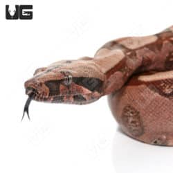 High Pink Redtail Boa (Boa c. constrictor) For Sale - Underground Reptiles