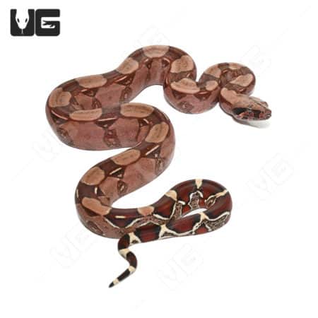 High Pink Guyana Redtail Boa, yearling female, showcasing vibrant coloration and pattern.