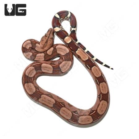 High Pink Redtail Boa (Boa c. constrictor) For Sale - Underground Reptiles