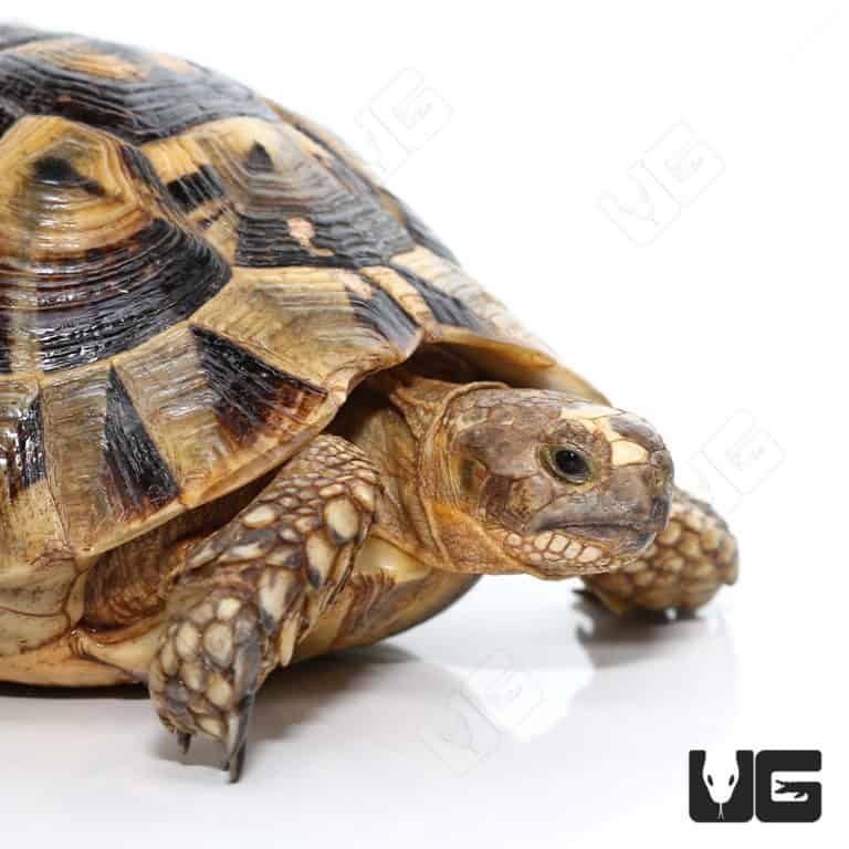 Greek Tortoises For Sale - Underground Reptiles