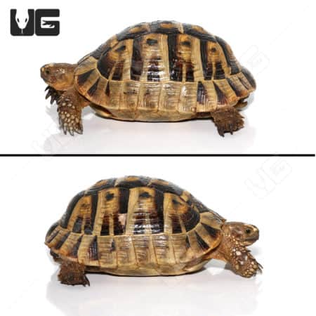Greek Tortoises (Testudo graeca) For Sale - Underground Reptiles