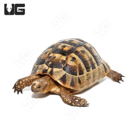 Greek Tortoises (Testudo graeca) For Sale - Underground Reptiles