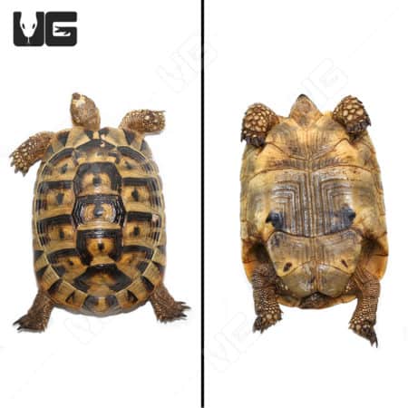 Giant female Tunisian tortoise, showcasing detailed shell pattern and sturdy limbs.