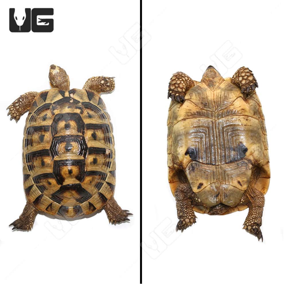 Greek Tortoises For Sale - Underground Reptiles