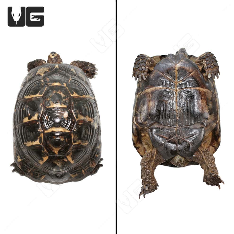 Greek Tortoises For Sale - Underground Reptiles