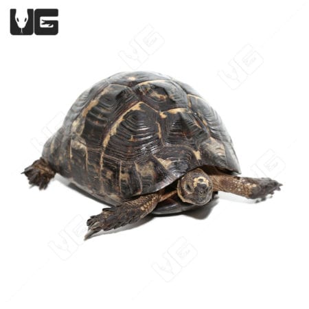 Greek Tortoises (Testudo graeca) For Sale - Underground Reptiles