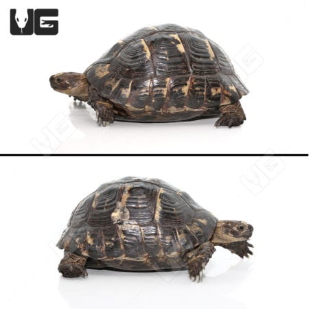 Greek Tortoises For Sale - Underground Reptiles