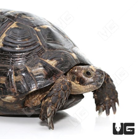Greek Tortoises (Testudo graeca) For Sale - Underground Reptiles