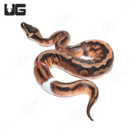 Baby Pied Ball Pythons (Python regius) For Sale - Underground Reptiles