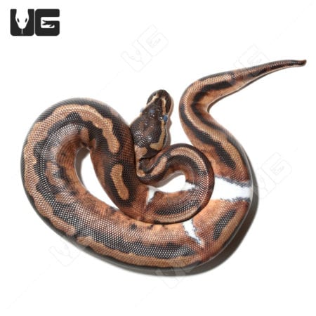 Female Pied Ball Python for sale at Underground Reptiles. Stunning morph with unique pattern and vib.