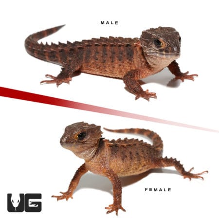 White Eyed Crocodile Skinks (Triblonotus novaeguineae) For Sale - Underground Reptiles