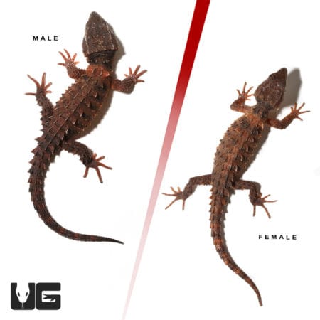 White Eyed Crocodile Skinks (Triblonotus novaeguineae) For Sale - Underground Reptiles