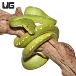 Sorong Green Tree Pythons (Morelia viridis) For Sale - Underground Reptiles
