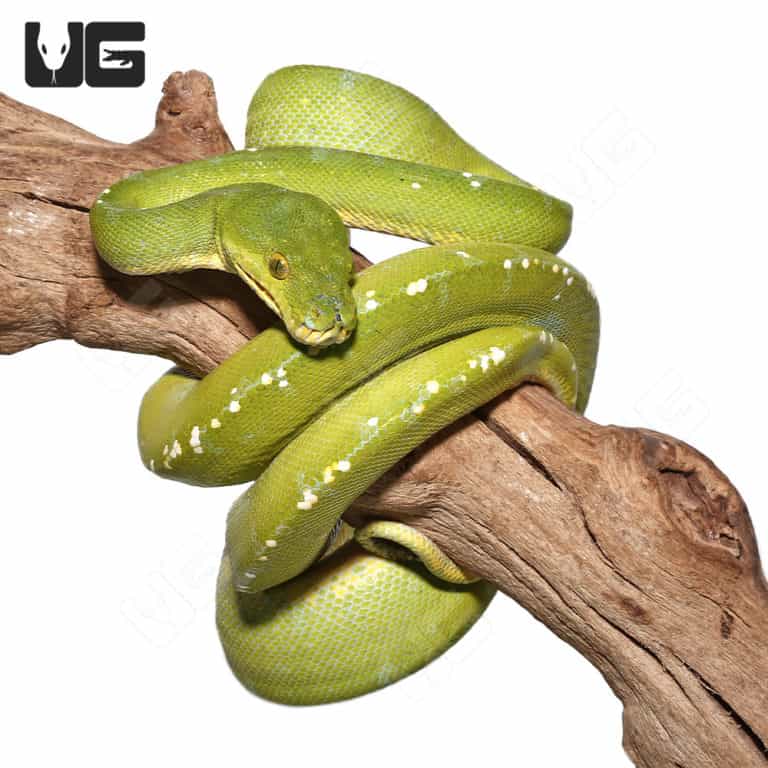 Green Tree Pythons For Sale - Underground Reptiles