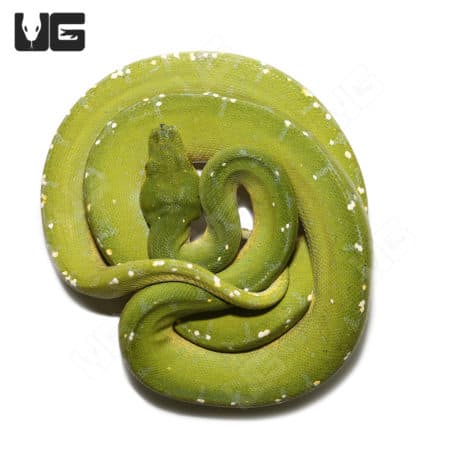 Sorong Green Tree Pythons (Morelia viridis) For Sale - Underground Reptiles