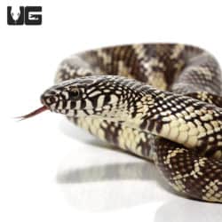 Yearling Florida Kingsnake (Lampropeltis getula floridana) For Sale - Underground Reptiles