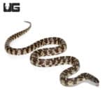 Yearling Florida Kingsnake (Lampropeltis getula brooksi) For Sale - Underground Reptiles