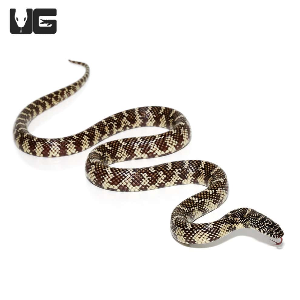 Yearling Florida Kingsnake For Sale - Underground Reptiles - Kingsnake Nutrition Yearling Expansions Audiences