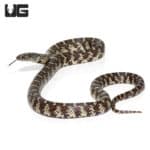 Yearling Florida Kingsnake (Lampropeltis getula brooksi) For Sale - Underground Reptiles