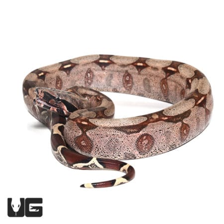 Baby female high pink redtail boa snake for sale.