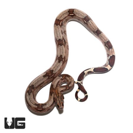 Baby Female High Pink Redtail Boa snake for sale.