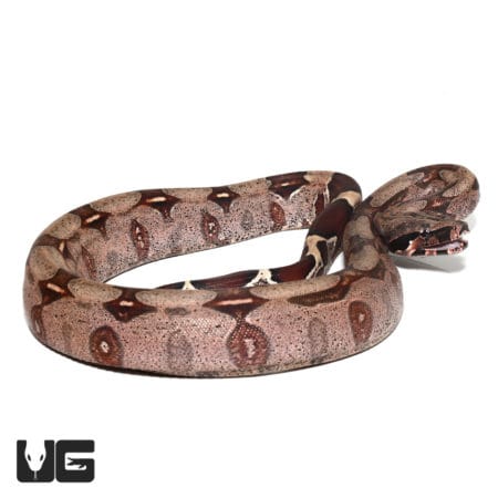 High Pink Redtail Boa snake, baby female, showcasing vibrant coloration and pattern. Perfect for rep.