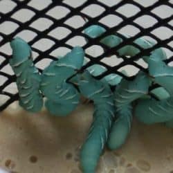 Hornworm Pod For Sale - Underground Reptiles