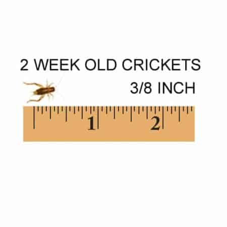2 Week Crickets For Sale - Underground Reptiles