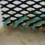 Hornworm Pod For Sale - Underground Reptiles
