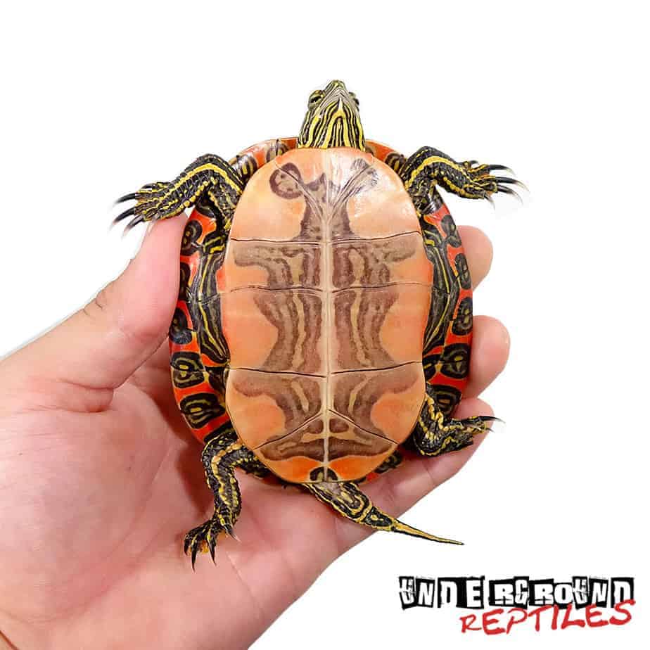 western-painted-turtles-for-sale-underground-reptiles