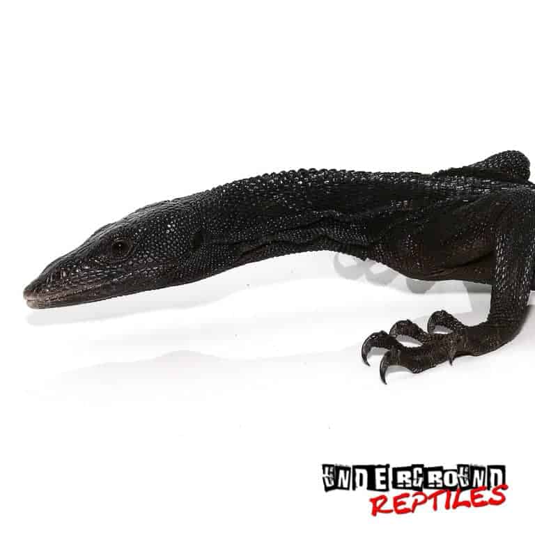 Black Tree Monitors For Sale Underground Reptiles