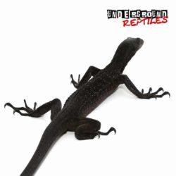 Black Tree Monitor For Sale - Underground Reptiles