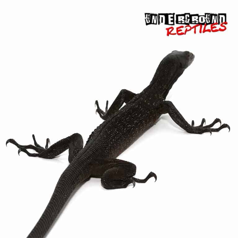 Black Tree Monitors For Sale Underground Reptiles
