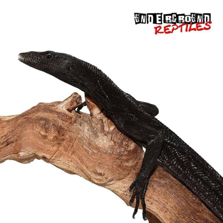 Black Tree Monitors For Sale Underground Reptiles