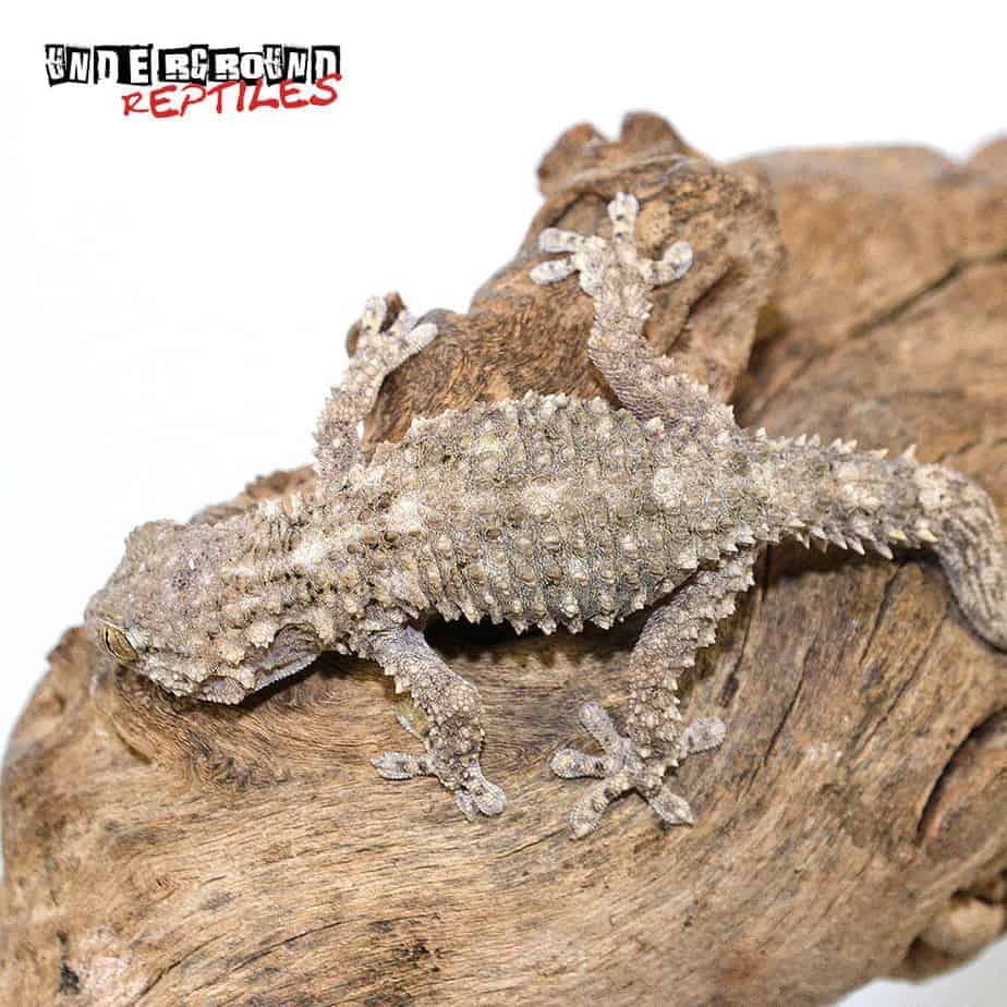 Crocodile Gecko For Sale Underground Reptiles Crocodile Gecko For Sale Underground Reptiles