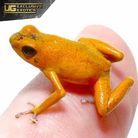 Orange Pumilio Dart Frog For Sale - Underground Reptiles