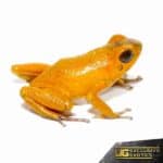 Orange Pumilio Dart Frog For Sale - Underground Reptiles