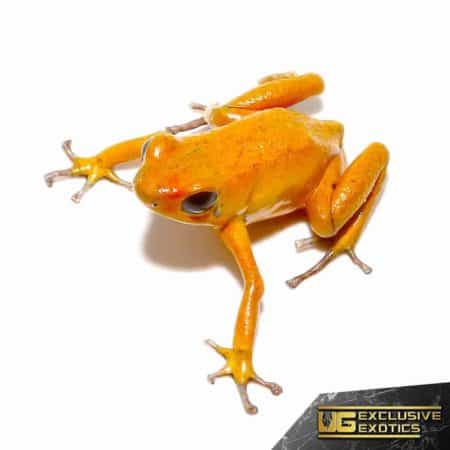 Orange Pumilio Dart Frog For Sale - Underground Reptiles