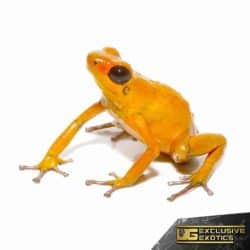 Orange Pumilio Dart Frog For Sale - Underground Reptiles