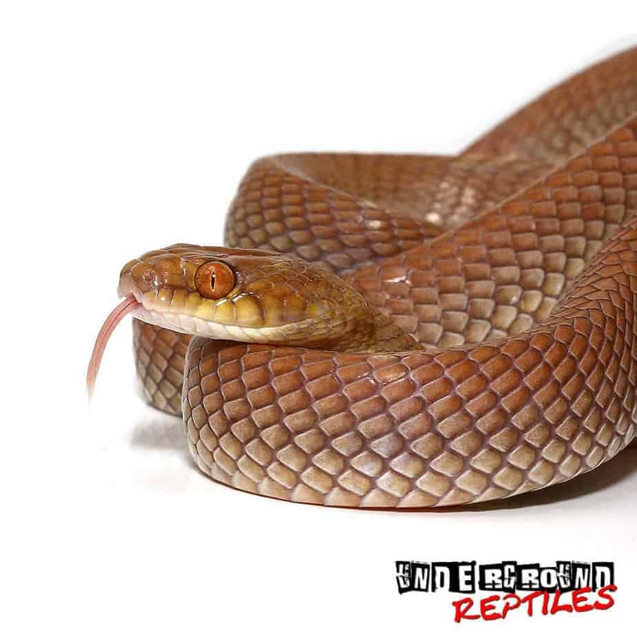 Egyptian Cat Eye Snake For Sale Underground Reptiles