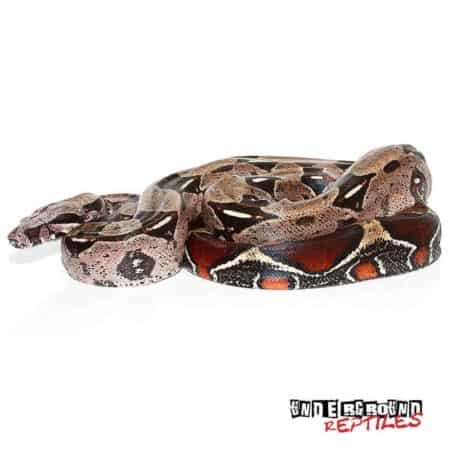 Guyana Redtail Boa - Underground Reptiles